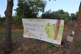 ViteresZero, come affrontare il problema della Peronospora in Italia e aiutare i viticoltori indifficoltà