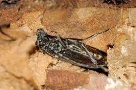 Tarli del legno: i saproxilici, i coleotteri che vivono sotto la corteccia