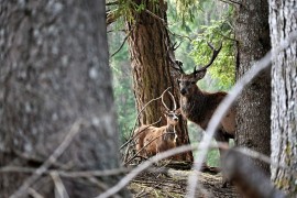 Al via la terza edizione del master Fauna HD per i professionisti della comunicazione per la fauna, l’ambiente e il paesaggio
