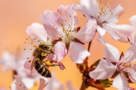 Il valore della lentezza, l'operosità delle api