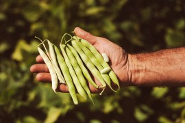 Giornata mondiale dei legumi, Slow Food Italia lancia 10 giorni per celebrarli con la campagna Aggiungi un legume a tavola! e il ricettario dei cuochi dell’Alleanza