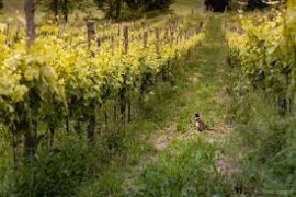 Al via la seconda edizione di: “Oltrepò – Terra di Pinot Nero: un territorio, un vitigno, due eccellenze