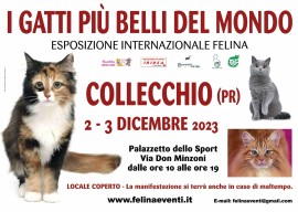 I gatti più belli del mondo arrivano a COLLECCHIO (Parma)