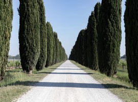 VINO: Focus su robotica e green a Enovitis in Campo, dal 23 al 24 giugno a Ca' Bolani (UD)