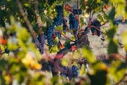 Fèlsina presenta Rancia Chianti Classico Gran Selezione DOCG 2021