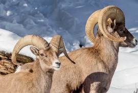 Le meraviglie della fauna selvatica a Mammoth Lakes: Un paradiso per gli amanti della natura