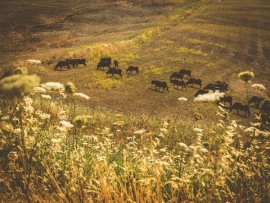 In Sicilia mesi senza pioggia, a rischio le razze autoctone Presidio Slow Food