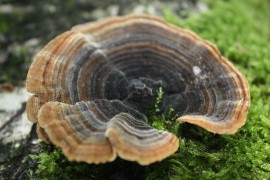Coriolus Versicolor: attività delle glicoproteine PSP(1) e PSK (2) estratte dal fungo Coriolus Versicolor 