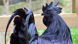 Come e perché allevare galline