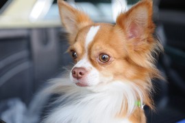 Quanto dura la Vita di un Chihuahua: L'Allevatore osserva i suoi esemplari