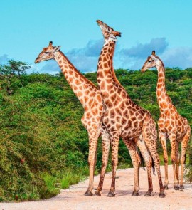 5 idee su come organizzare il tuo safari in Kenya