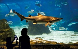 L' Acquario di Barcellona: un sistema Ideale per scoprire le meraviglie delle diverse Comunità marine