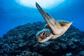 Tahiti Tourisme presente all’EUDI Show