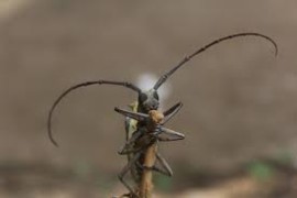 Coleotteri e nemici del legno: a Brescia un corso per riconoscerli