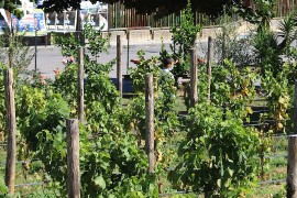 A Napoli la prima vigna gestita dagli studenti delle periferie: ecco il progetto Vigna Resilience