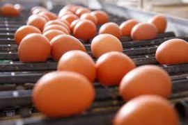 UNAITALIA: 130 milioni di euro per le uova consumate nella Settimana Santa