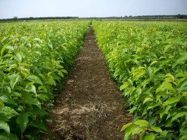 QVI la certificazione volontaria del vivaismo frutticolo italiano in relazione ai brevetti