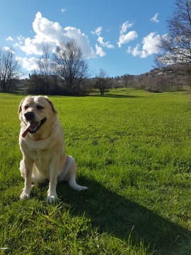 L'estate porta con se uno dei  pericoli maggiori per i nostri cani: le zecche