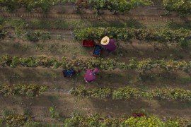 Campo alla Sughera arricchisce il proprio patrimonio viticolo con 3 nuovi ettari di terreno