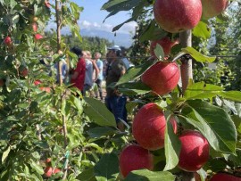 Denno, il frutteto sperimentale FEM apre le porte