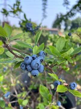 Il Campo dei Mirtilli delle Meraviglie apre a Vimodrone