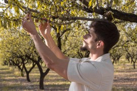 Il raccolto 2023 della mandorla a Toritto (Bari) tra spreco zero, artigianalità e… nuove celle per la stagionatura!