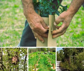 Ci vuole un albero… anzi 100.000