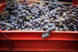 Vino, vendemmia 2023 in ulteriore riduzione. Calo dal 20% al 24% sul 2022