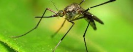 Estate e zanzare: serate senza ronzii con rimedi naturali e protettivi