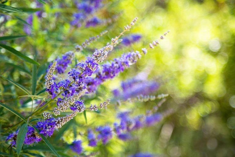 AGNOCASTO (Vitex agnus castus L.) per il benessere femminile