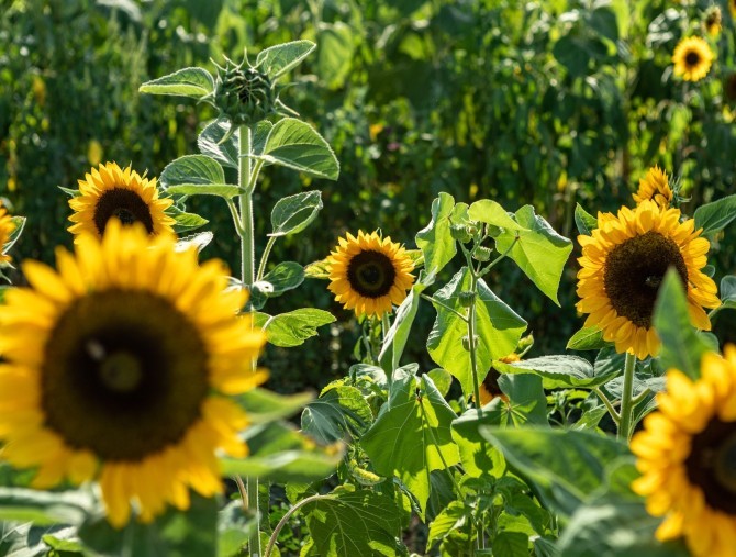 Agricola delle Meraviglie apre il secondo Campo di Girasoli