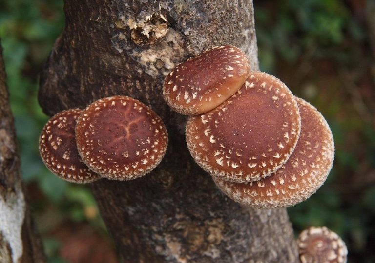 I funghi medicinali: un valido aiuto nella cura del cancro