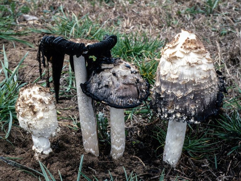 IPERGLICEMIA e Coprinus  Comatus (il fungo del diabete)