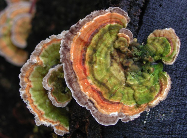 Pillole informative: coriolus