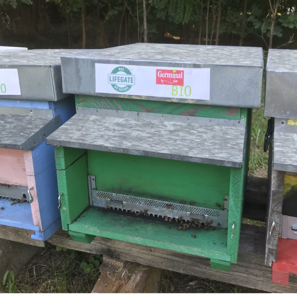 Più api in città: Germinal Bio conferma il sostegno al progetto “Bee my Future” di LifeGate
