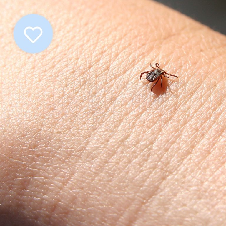 Zecche e rischi per la salute: la malattia di Lyme e la storia di Federica